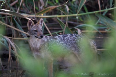 IMG_9350.jpg (1.07 MiB) נצפה 10925 פעמים תן - כשבאתי לפנות בוקר ראיתי המון... ביום היה קשה לצלם מבלי שיראו אותך. וכל הכיף זה צילום טבעי.