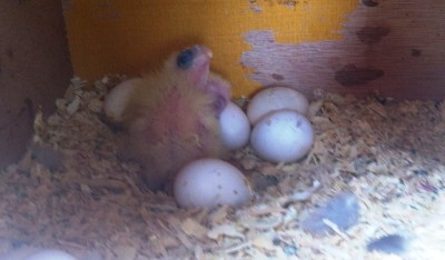 תא ראשון גוזלים קטנים