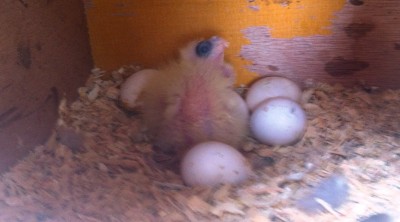 תא ראשון גוזלים קטנים