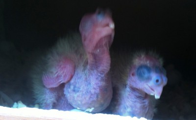 תא שני זפק נפוח