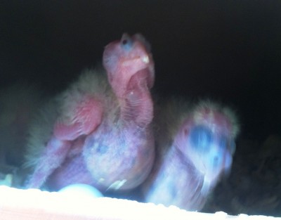 תא שני זפק נפוח