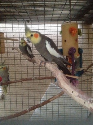 האבא של הגוזלים האפורים