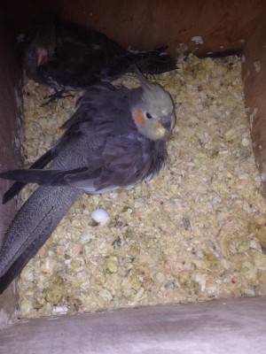 האמא והגוזל הבוגר