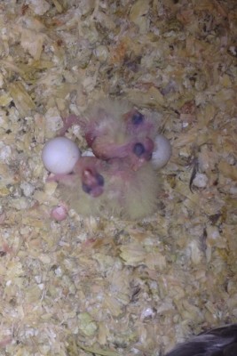 שלושת הגוזלים הקטנים