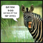 זברה.jpg