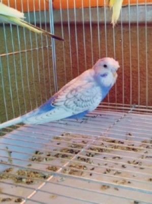 תוכון עם כתר