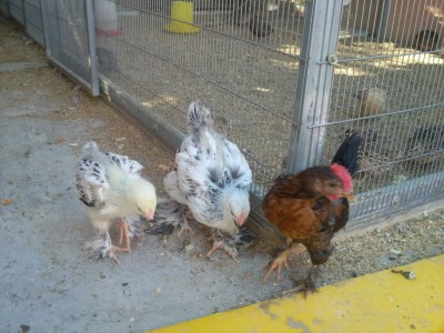 ברהמה ובלדי