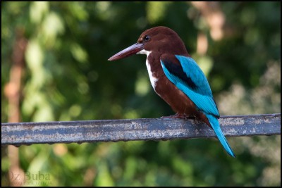 שלדג לבן חזה