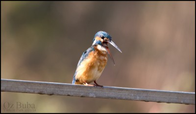 שלדג גמדי - פליטת צניפה