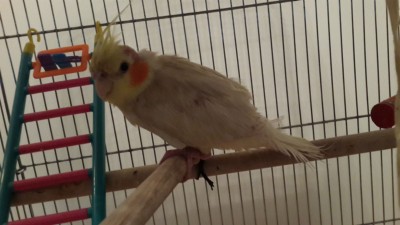 קוקטיל חולה