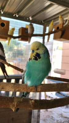 Pic418734848261 (Medium).jpg