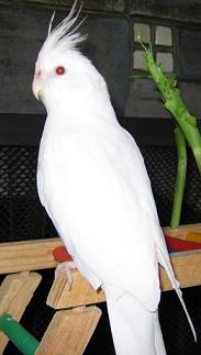 albino.jpg