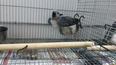 גוזל ג'אקו מתכונן למנוחת השבת. בית הגידול של אלי לאה