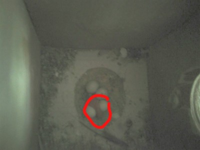 הנה הגוזל בין הביצים (אחותי הקיפה אותו)