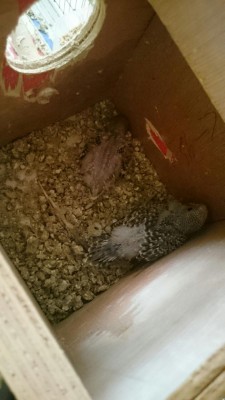 צולם ב-21.7.15 (אתמול)