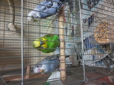 גם מעכשיו.. האבא מתלהב ממנו חח כל הזמן לידו