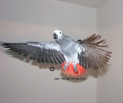 ג'אקו בית הגידול של אלי לאה.jpg