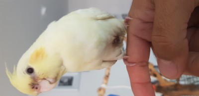 פיקצו