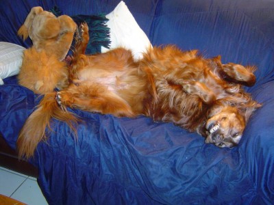 כבוד הנסיכה