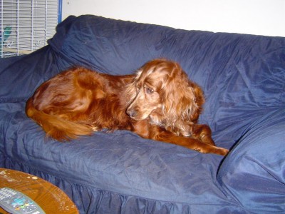 ג'ינג'ית אמיתית. טבעית.לא זקוקה לצביעה