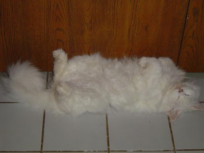 הנה טולי בפוזה