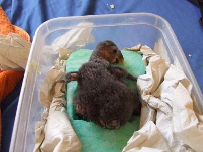 מקובע בתוך הסד.