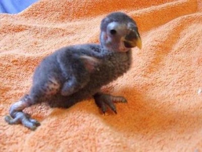 מנסה לעמוד אבל הרגל מגבילה וקשה לי