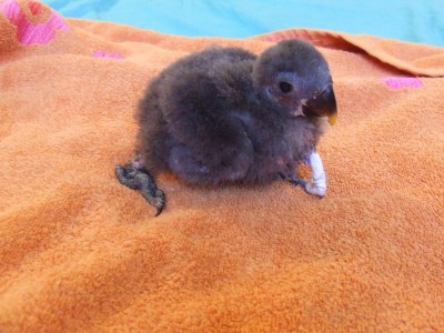 מנסה להתרגל.