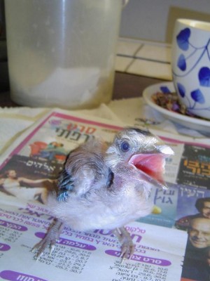 אני צריכך לצעוק  שתשמעי אותי שאני רעב?<br />איזה מסעדה זה כאן??מלצר מה קורה עם המנה שלי?