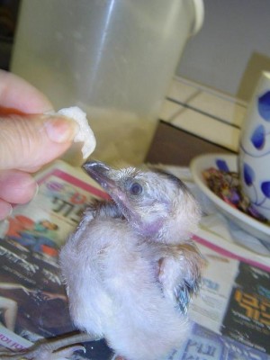 סוף-סוף רואים אוכל