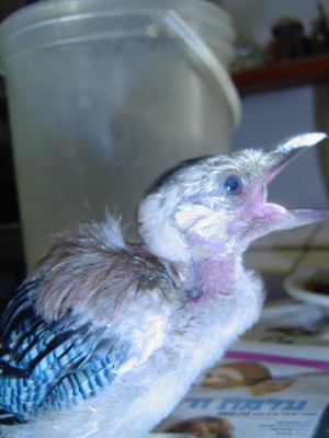 מה יש ?יש הקצבה.תביאי עוד, זה לא מספיק!