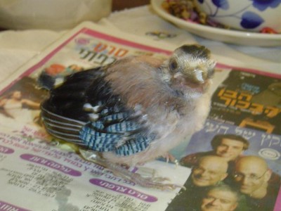 OK על בטן מלאה אפשר לנוח, ולראות מה כתבו העיתון