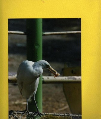 בנג'י בארוחה