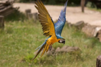 גולד אנד בלו.JPG