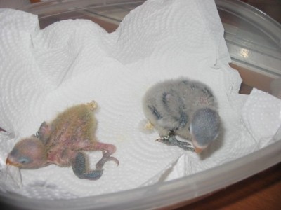 IMG_3267 (528 x 396).jpg