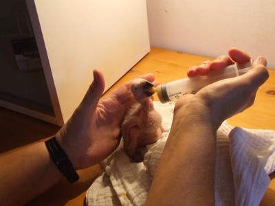 יויו - 13 יום