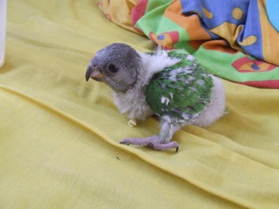 דידי - 4 שבועות.