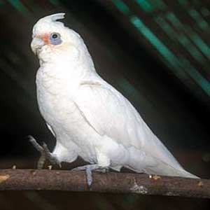 Bare-Eyed-Cockatoo-1.jpg