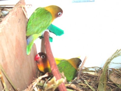 אמא וגוזלים