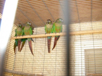 צ'קים 08 016.jpg