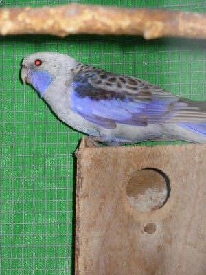 נובמבר 018.jpg