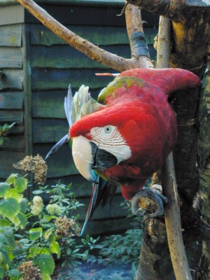 b1parrot002.jpg