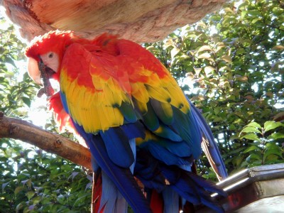 b1parrot004.jpg