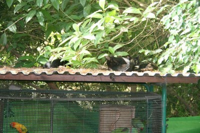 עוד לא התעוררו משנת הלילה