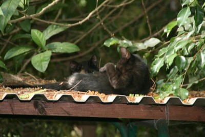 צריך להתרחץ באופן יסודי ביותר