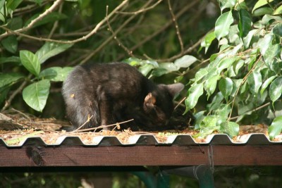 בבוקר לאחר הגשם 005.jpg