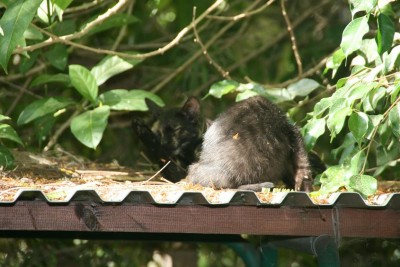 בבוקר לאחר הגשם 006.jpg