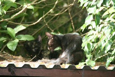 בבוקר לאחר הגשם 007.jpg