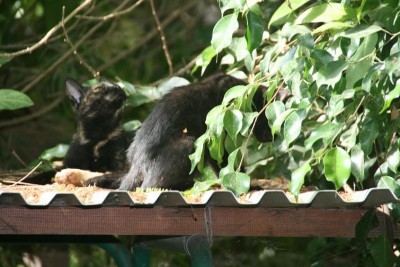 משהו מתקרב למעלה?
