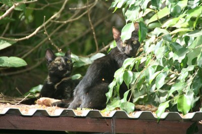 בבוקר לאחר הגשם 009.jpg